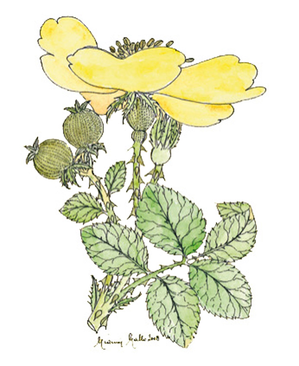 Rosa Canina