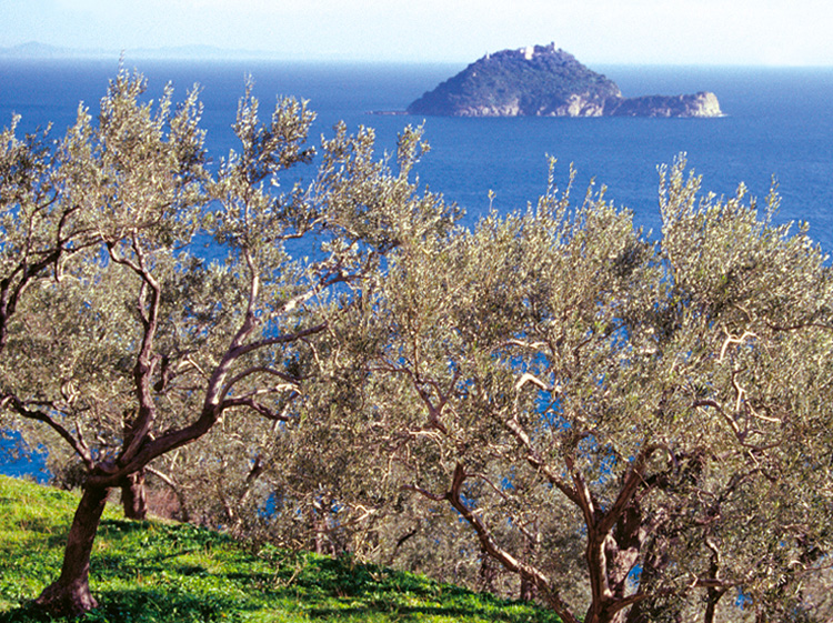 Oleificio Polla - Terrazzamenti liguri Toirano